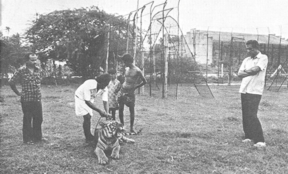 ‘তোমার পায় পড়ি বাঘমামা’। সে বাঘ মাঠে নেমেই ঘার বেঁকিয়ে দাঁত খিঁচিয়ে মুখ দিয়ে অদ্ভুত সব শব্দ করে তার বিরক্তি প্রকাশ করতে শুরু করেছে।