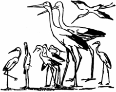 আরেকটি পরিবারে ছিল বাপ-সারস মা-সারস আর তাদের সাতটি ছানা-সারস।