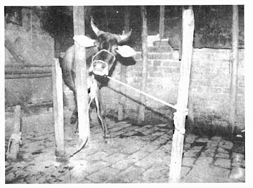 অলৌকিক বকনা