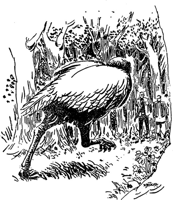 বৃহচ্চঞ্চু