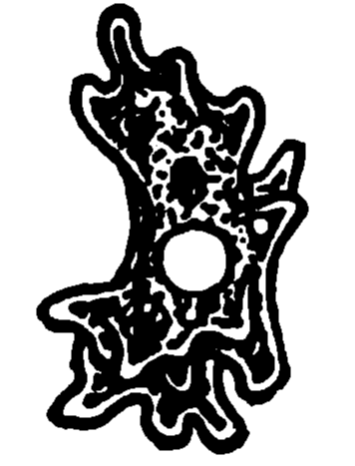 প্ৰাণের জন্ম