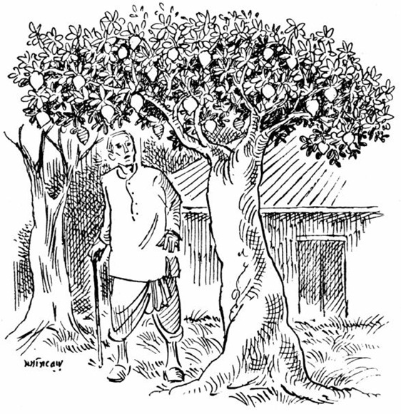 ম্যাকেঞ্জি ফ্রুট