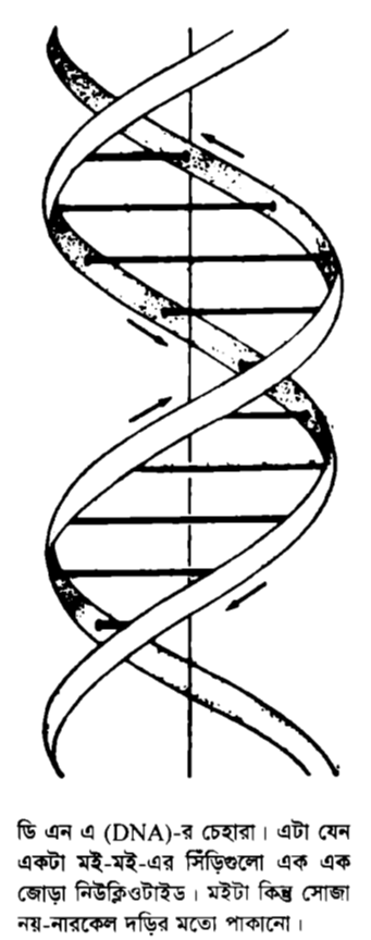DNA