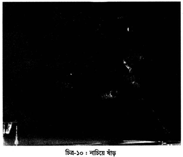 চিত্র-১০ : নাচিয়ে ষাঁড় 